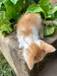 Female American Shorthair Kitten (1-3 Months) - 2