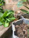 Female American Shorthair Kitten (1-3 Months) - 3