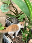 Female American Shorthair Kitten (1-3 Months) - 4