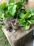 Female American Shorthair Kitten (1-3 Months) - 5