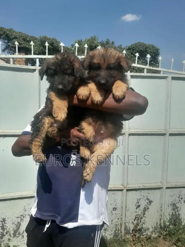1-3 Month Male Purebred German Shepherd Puppy - 1