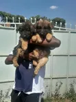 1-3 Month Male Purebred German Shepherd Puppy - 1