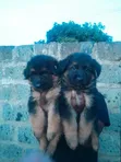 1-3 Month Male Purebred German Shepherd Puppy - 2