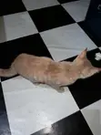 1-3 Month Male Purebred American Curl Kitten - 1