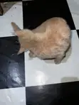 1-3 Month Male Purebred American Curl Kitten - 3
