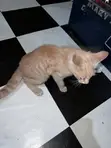 1-3 Month Male Purebred American Curl Kitten - 4