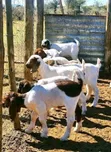 Boer Goats Available - 1