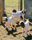 Boer Goats Available - 2