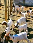 Boer Goats Available - 3