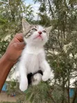 1-3 Month Female Mixed Breed American Shorthair Kitten - 1