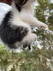 1-3 Month Female Mixed Breed American Shorthair Kitten - 2