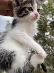 1-3 Month Female Mixed Breed American Shorthair Kitten - 3