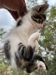 1-3 Month Female Mixed Breed American Shorthair Kitten - 4