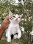 1-3 Month Female Mixed Breed American Shorthair Kitten - 5