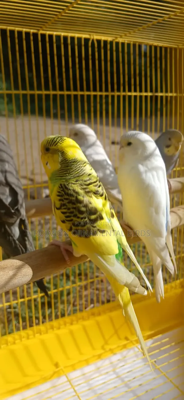 Young Budgies for Rehoming - 1