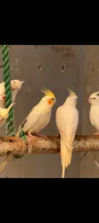 Cockatiels for Rehoming - 1