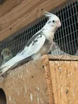 Cockatiels for Rehoming - 2