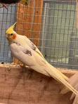 Cockatiels for Rehoming - 3