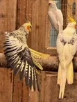 Cockatiels for Rehoming - 4