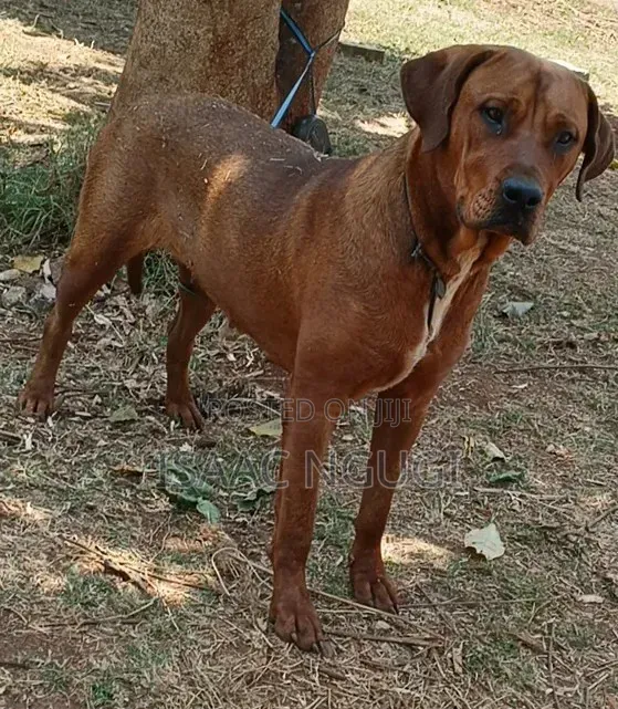 Purebred Rhodesian Ridgeback - 6-12 Months Female - 1