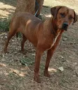 Purebred Rhodesian Ridgeback - 6-12 Months Female - 1