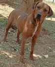 Purebred Rhodesian Ridgeback - 6-12 Months Female - 2