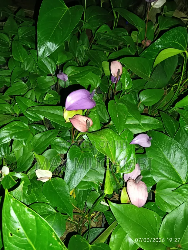 Anthurium Nyekundu na Zambarau - 1