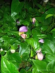 Anthurium Nyekundu na Zambarau - 1