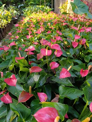 Anthurium Nyekundu na Zambarau