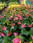 Anthurium Nyekundu na Zambarau - 2