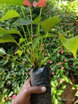 Anthurium Nyekundu na Zambarau - 3