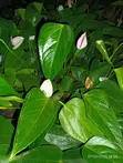 Anthurium Nyekundu na Zambarau - 4