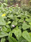 Anthurium Nyekundu na Zambarau - 5