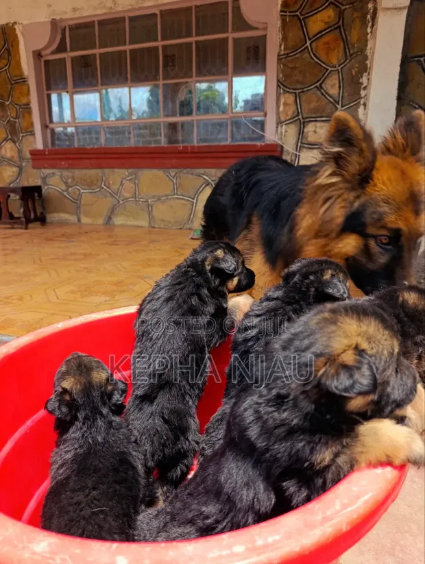 1-3 Months Male Purebred German Shepherd Puppy - 1
