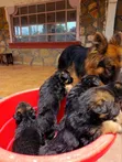 1-3 Months Male Purebred German Shepherd Puppy - 1