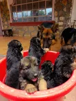 1-3 Months Male Purebred German Shepherd Puppy - 2