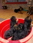 1-3 Months Male Purebred German Shepherd Puppy - 3