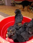 1-3 Months Male Purebred German Shepherd Puppy - 4