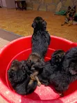 1-3 Months Male Purebred German Shepherd Puppy - 5