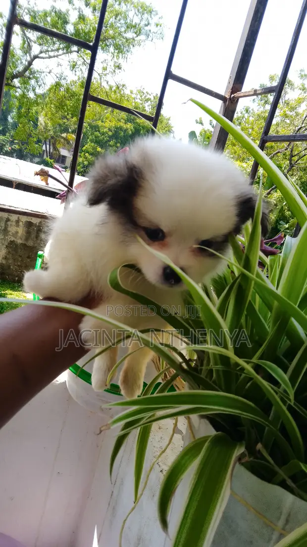 Kinda wa Kike wa Mchanganyiko wa Japanese Spitz - Miezi 1-3 - 1