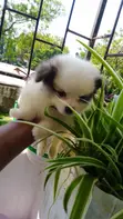 Kinda wa Kike wa Mchanganyiko wa Japanese Spitz - Miezi 1-3 - 1