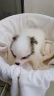 Kinda wa Kike wa Mchanganyiko wa Japanese Spitz - Miezi 1-3 - 2