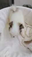 Kinda wa Kike wa Mchanganyiko wa Japanese Spitz - Miezi 1-3 - 3