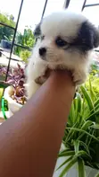 Kinda wa Kike wa Mchanganyiko wa Japanese Spitz - Miezi 1-3 - 4