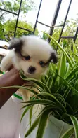 Kinda wa Kike wa Mchanganyiko wa Japanese Spitz - Miezi 1-3 - 5