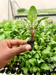 Miche Bora ya Beetroot - 1