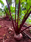 Miche Bora ya Beetroot - 2