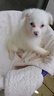 Kinda wa Kiume wa Mchanganyiko wa Japanese Spitz - Miezi 1-3 - 1