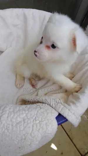 Kinda wa Kiume wa Mchanganyiko wa Japanese Spitz - Miezi 1-3