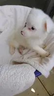 Kinda wa Kiume wa Mchanganyiko wa Japanese Spitz - Miezi 1-3 - 2
